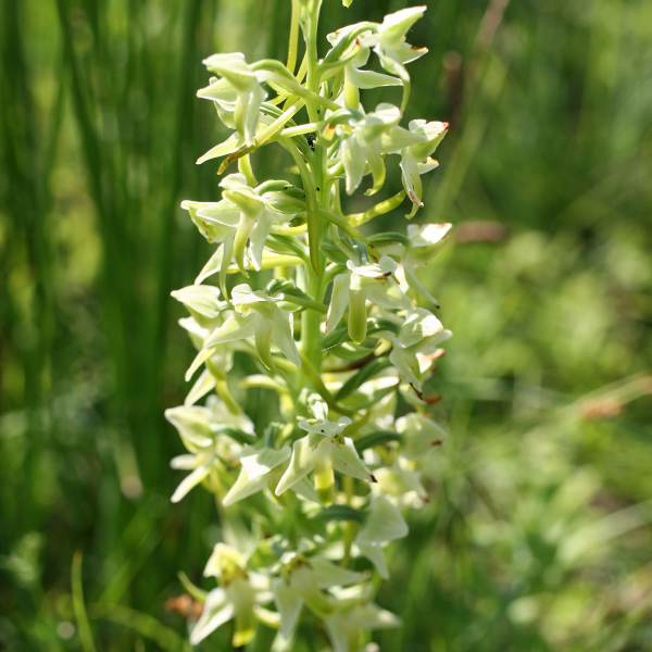 Platanthera algeriensis